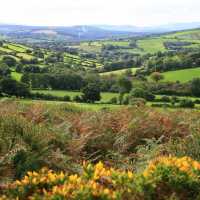 Bucolic countryside around the Wicklow Way | John Millen