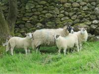 Swaledale sheep