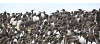 Guillemot colony, Inner Farne | John Millen