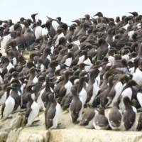 Guillemot colony, Inner Farne | John Millen