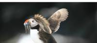 Puffin landing with sand eels | John Millen