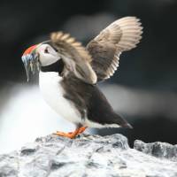 Puffin landing with sand eels | John Millen