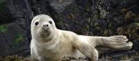 Atlantic Grey seal Pup | John Millen