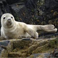 Atlantic Grey seal Pup | John Millen