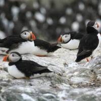 Roosting Puffins | John Millen