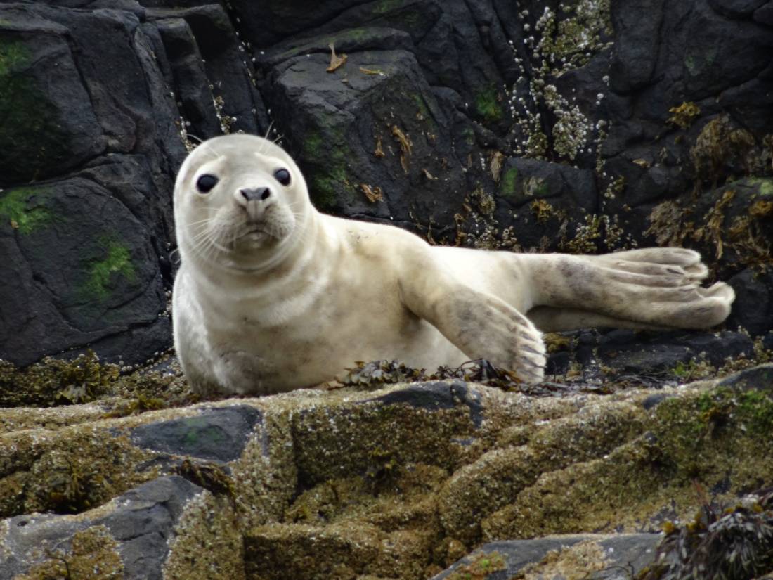 Atlantic Grey seal Pup |  John Millen