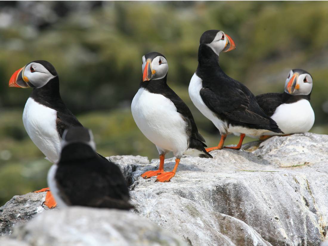 More Puffins! |  John Millen