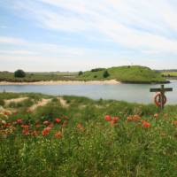 Poppies and the river Aln | John Millen