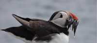 Puffin with Sand Eels, in its bill | John Millen