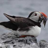 Puffin with Sand Eels, in its bill | John Millen