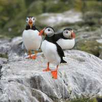 A puff of Puffins | John Millen