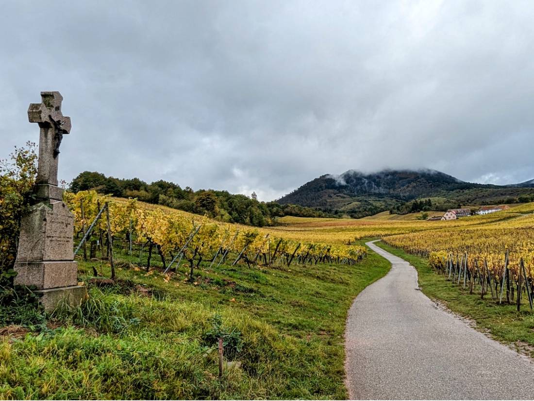 Vineyards near Bernardville |  <i>Jon Millen</i>