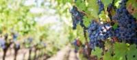 Grapes in a Provencal vineyard | Jill Wellington