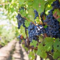 Grapes in a Provencal vineyard | Jill Wellington