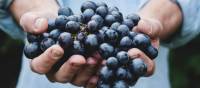 A handful of freshly harvested red grapes | Maja Petric