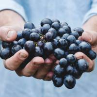 A handful of freshly harvested red grapes | Maja Petric