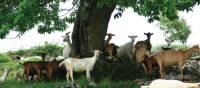 Goats near Lamastre