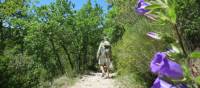 Walk on fragrant paths in Provence, France