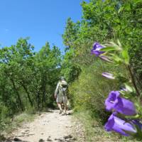 Walk on fragrant paths in Provence, France