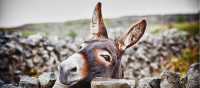 Donkey in the rain, Aran Islands | Luca Fabbian