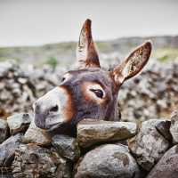 Donkey in the rain, Aran Islands | Luca Fabbian