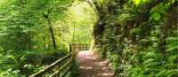 Woodland trail in Glenariff, Antrim Glens | Stefan Schnebelt