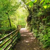 Woodland trail in Glenariff, Antrim Glens | Stefan Schnebelt