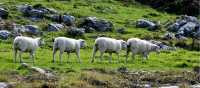 Irish Sheep | Chaosheng Zhang