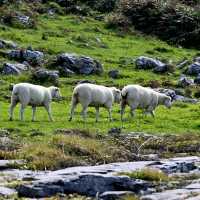 Irish Sheep | Chaosheng Zhang