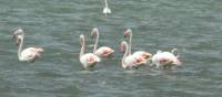 Flamingos, Sardinia