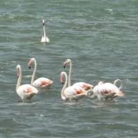 Flamingos, Sardinia