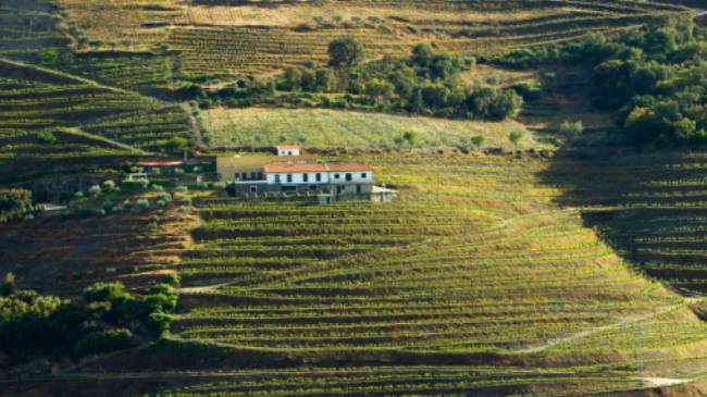 A quinta amidst the terraced Douro vineyards | Andre Carvalho