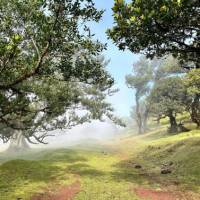 Hike to Madeira's mysterious Fanal Forest | Slava R.