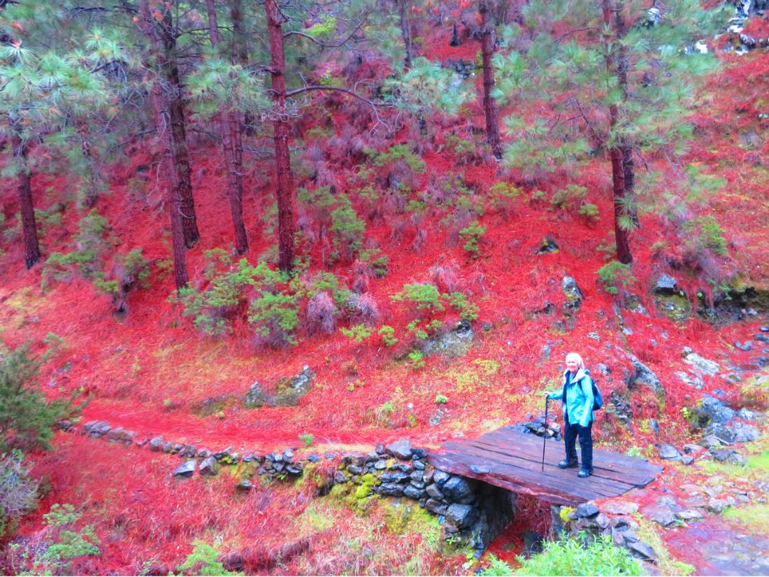 Colourful pine woods above La Laja |  <i>John Millen</i>