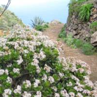 Coastal paths on Tenerife