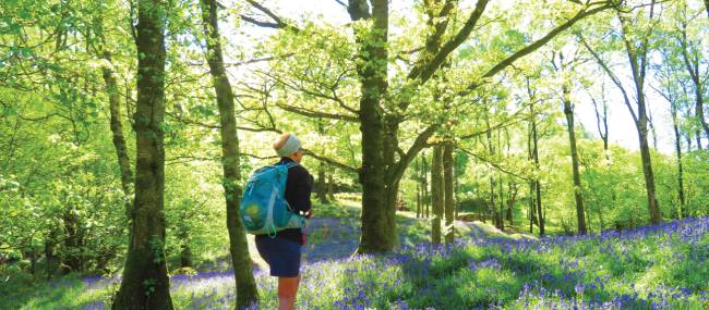 Walking through bluebell woods near Coniston | John Millen