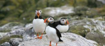 A puff of Puffins | John Millen