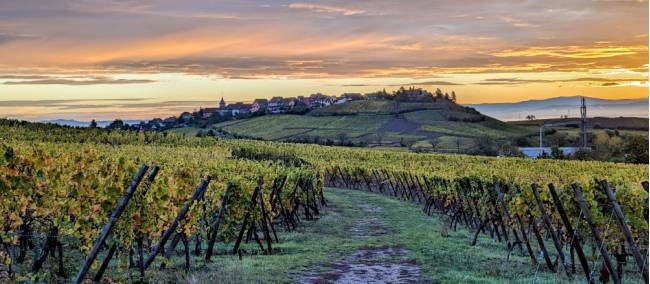 The Schoenenbourg, Grand Cru estate | Jon Millen